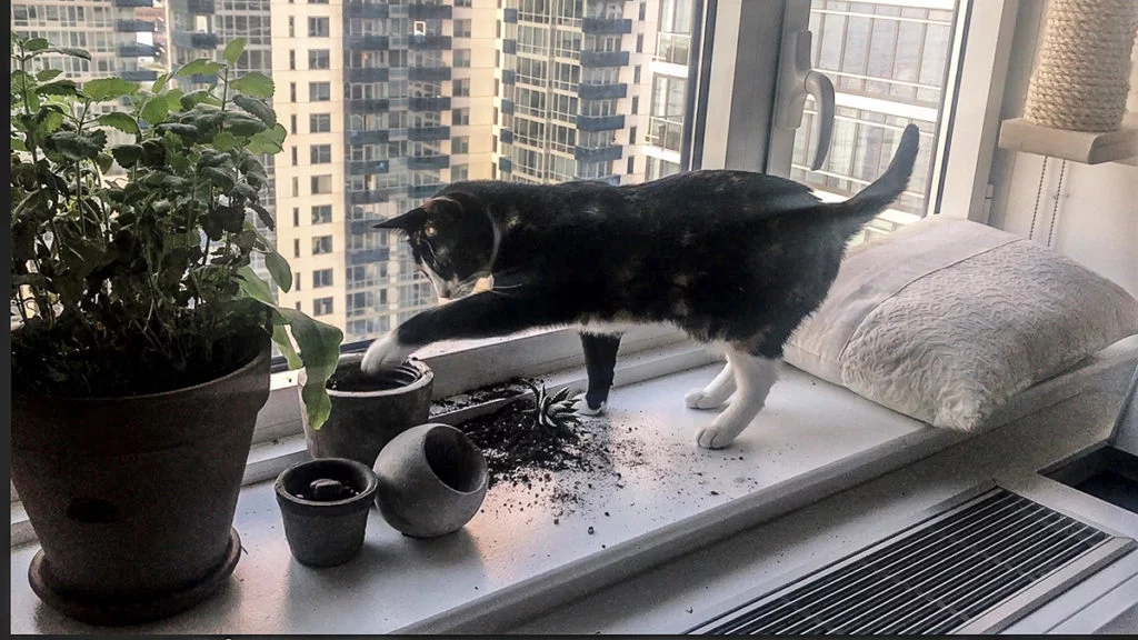 kat stoot plant om