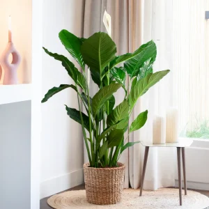 Grote Spathiphyllum