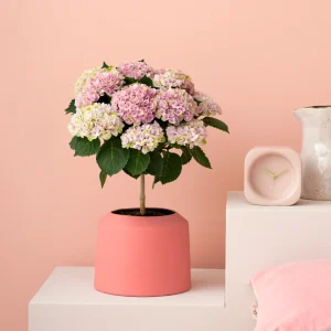 Roze hortensia magical op stam