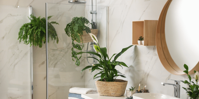 Planten voor in de badkamer: top 5
