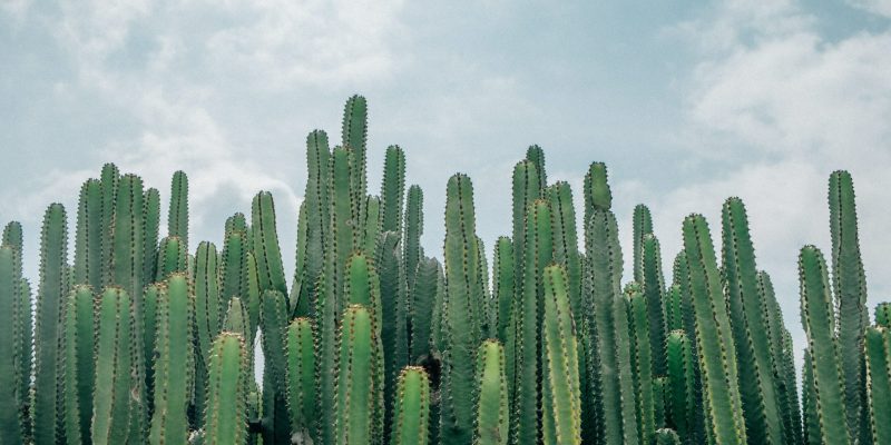 Vetplanten en cactussen: waarom hebben ze zo weinig water nodig?